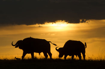 buffalo